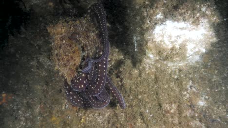Octopus-maneuvers-underwater-in-search-of-prey-mimicking-the-substrate-of-a-deep-reef-ecosystem