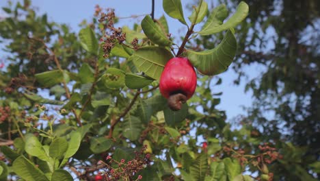 cashew-seed-on-a-tree-with-selective-focus-and-blurred-background