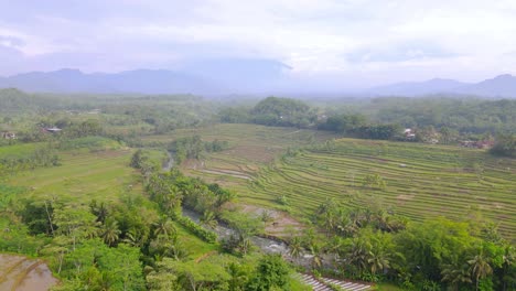 Aerial-view-of-Indonesian-countryside-with-view-of-rice-field,-river-and-mountain---Stunning-view-of-tropical-landscape