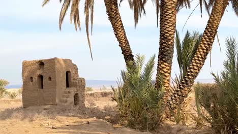 Amazing-scenic-cinematic-wide-view-landscape-date-palm-tree-traditional-old-clay-house-blue-sky-white-cloud-around-garden-grove-day-time-sun-light-golden-time-abandoned-land-Iran-desert-local-people