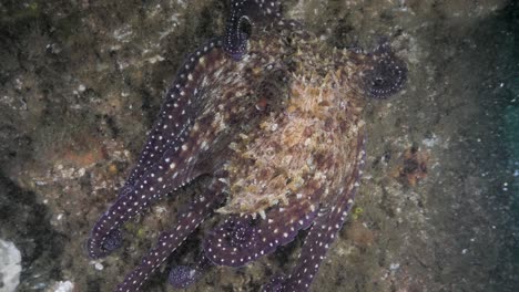 Oktopus-Manövriert-Unter-Wasser-Auf-Der-Suche-Nach-Beute-Und-Ahmt-Dabei-Den-Untergrund-Eines-Tiefen-Riffsystems-Nach