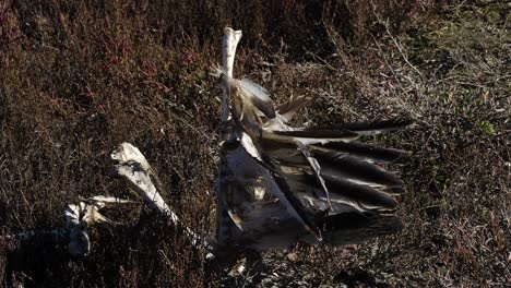 Dead-bird-on-the-side-of-the-natural-park-lagoon,-bones-and-feathers,-environmental-pollution
