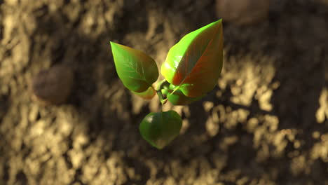 Topshot-of-beautiful-3D-animated-timelaps-in-4K-of-a-green-plant-growing-out-of-muddy-ground-and-getting-bigger