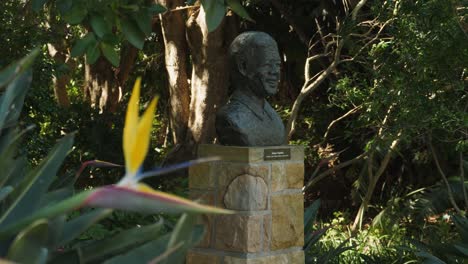 Botanical-Garden-pull-focus:-Bird-of-Paradise-bloom-to-Mandela-bust