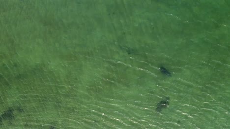 Birds-eye-view-drone-shot-of-an-adult-Common-Seal-swimming-underneath-the-water