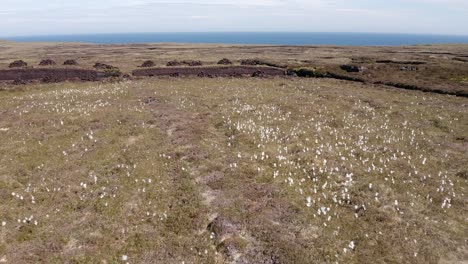 Drone-shot-of-a-peat-land-with-stacks-of-cut-peat-surrounded-by-Common-Cottongrass