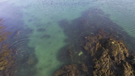 Drone-shot-of-an-adult-Common-Seal-leaping-from-some-rocks-into-the-water-to-swim