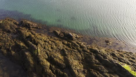 Drone-shot-of-two-adult-Common-Seals-resting-on-some-rocks