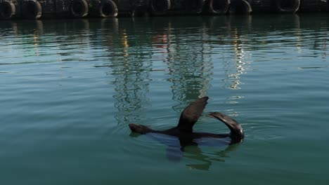 Fur-Seal-floats-in-city-Cape-Town-harbor-with-flippers-in-the-air