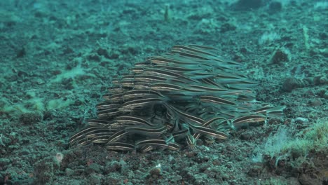 Scuba-divers-underwater-view-of-schooling-Striped-Catfish-displaying-survival-characteristics
