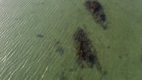 Drohnenaufnahme-Eines-Erwachsenen-Seehundes,-Der-Unter-Wasser-Schwimmt