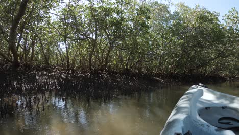 Kayak-winding-its-way-through-a-protected-mangrove-ecosystem-and-conservation-wetland