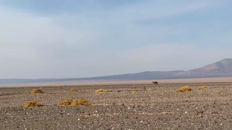 Eine-Gruppe-Von-Kamelen,-Die-Auf-Orangerotem-Sand-Der-Wadi-Rum-Iran-Zentralwüste-In-Den-Semnan-Bergen-Spazieren.-Der-Hintergrund-Der-Braunen-Farbe-Des-Blauen-Himmels-Lädt-Den-Reisenden-Ein,-Neue-Abenteuererfahrungen-Im-Nahen-Osten-Des-Iran-Zu-Machen