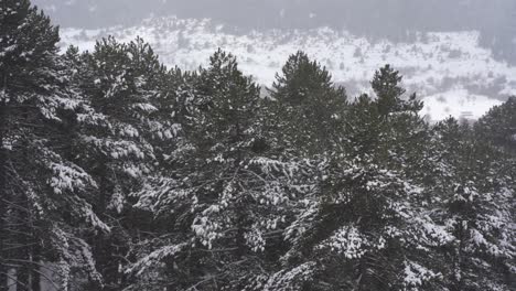 Winter-background-with-pine-trees-covered-in-snow-on-mountains,-white-season-copy-space