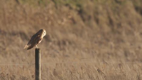 Barn-Owl-Bird-Of-Prey-Perched-On-Post-Daytime-Winter-Norfolk-UK