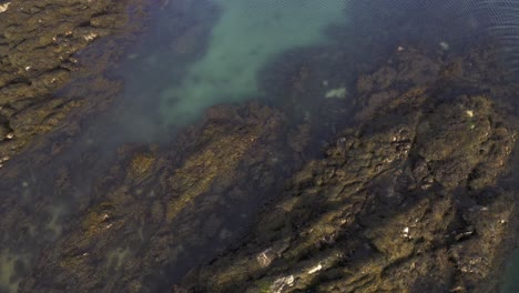 Close-up-drone-shot-of-an-adult-Common-Seal-resting-on-some-rocks