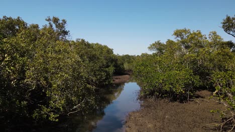 Gewundener-Blick-Durch-Ein-Geschütztes-Mangroven-Ökosystem-Und-Ein-Naturschutzfeuchtgebiet-Für-Eine-Untersuchung-Des-Meereslebensraums