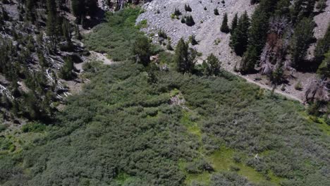 Aerial-shot-of-a-patch-of-green-on-a-mountainside-as-a-hiker-walks-towards-the-forest
