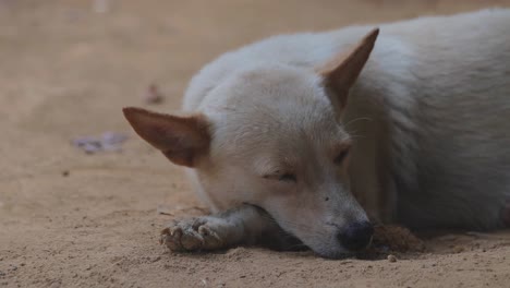 Perro-Blanco-Durmiendo-Tirado-En-El-Suelo