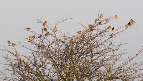 Flock-Of-Small-Birds-Perched-In-Tree-Twite-Meadow-Pipit-Winter-Norfolk-UK