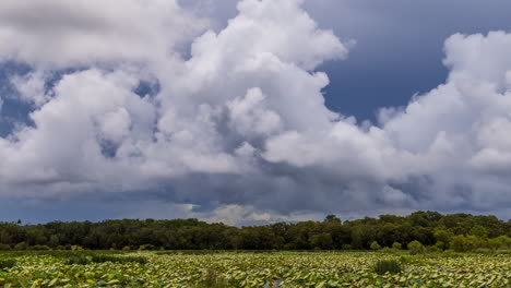 Timelapse-of-storm-clouds-over-a-lillie-covered-billabong-during-the-wet-season
