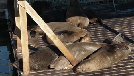 Cape-Fur-Seals-jostle-for-space,-sunny-haulout-dock-platform-to-sleep