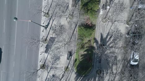 aerial-top-down-towards-view-of-leafless-palm-trees-in-Lisbon-Liberty-avenue-Portugal