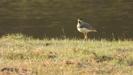 yellow-wattled-lapwing-in-edge-of-the-land---pond-
