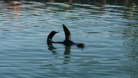 Cape-Fur-Seal-thermoregulates-in-water-by-holding-flippers-in-the-air