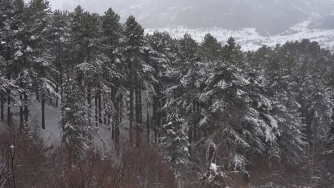Hohe-Nadelbäume-Des-Mit-Schnee-Bedeckten-Waldes,-Wilde-Kiefern-Auf-Winterlichem-Hintergrund