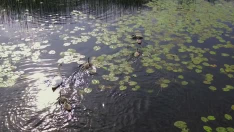 Un-Cisne-Con-Cygnets-Nadando-Tranquilamente-En-Un-Lago
