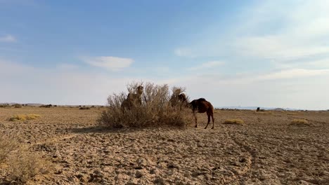 Vista-Cinematográfica-Del-Pastoreo-De-Camellos-En-El-Desierto-Irán-Lugares-Abandonados-Tiene-Animales-Mamíferos-Que-Comen-Arbustos-De-Hierba-Seca-Vegetación-En-El-Desierto-Caliente-Como-Alimento-En-El-Pastoreo-De-Plantas-Orgánicas-Carne-Fresca-Salvaje-Carne-De-Camello