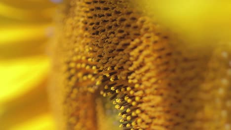 Nahaufnahme-Der-Kleinen-Blüten-Einer-Sonnenblume-In-Makroansicht