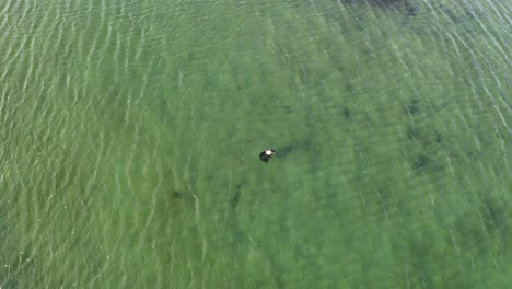 Aerial-shot-of-an-adult-Common-Seal-swimming-underneath-the-water
