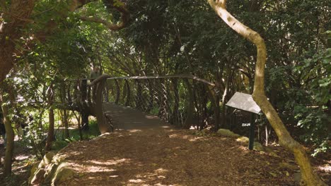 Turistas-En-La-Pasarela-Del-Dosel-Del-árbol-En-El-Jardín-Botánico-Kirstenbosch