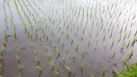 Reisfeldplantage,-Bali,-Indonesien,-Nasse-Feldfrüchte,-überflutete-Reiswasserspiegelung-In-Der-Regentschaft-Gianyar,-Traditionelle-Balinesische-Landwirtschaft