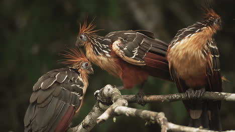 Three-colorful-hoatzin-birds-perched-on-a-tree-in-the-jungle---Tight-close-up-shot