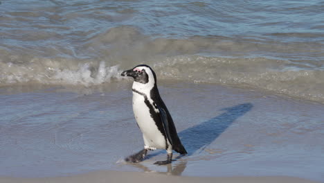 Cute-African-penguin-shake-and-flaps-wings-on-the-beach---isolated-close-up-shot