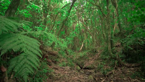 Beautiful-New-Zealand-Forest-in-Porirua