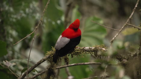 Isolated-close-up-shot-of-Andean-cock-of-the-rock-bird-sitting-on-a-branch-in-the-tropical-forest