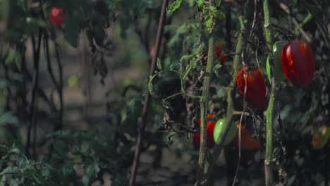 Slow-motion-panning-right-shot-of-tomato-stalks-in-the-vegetable-garden