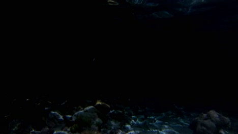 Tiburón-De-Arrecife-De-Punta-Negra-Aplastó-Su-Cara-Contra-La-Cámara-Por-La-Noche-Movimiento-De-La-Cámara-Bajo-El-Agua-Primer-Plano-Fondo-Negro