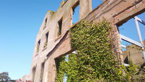 Gimbal-Dröhnt-Von-Küstenpflanzen-Zu-Den-Ruinen-Des-Alten-Wächterhauses-Auf-Der-Insel-Alcatraz-In-Der-Bucht-Von-San-Francisco