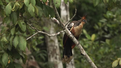Hoatzin-bird-perched-on-a-tree-in-a-tropical-forest