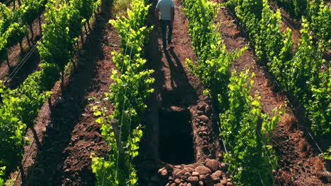 Vintner-walks-away-from-Calicata,-dig-hole-in-Vineyards-to-testing-Soil-samples-quality,-Maipo-Valley
