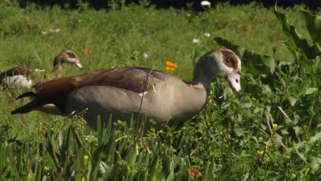 Beautiful-plumage-of-Egyptian-Goose-as-it-eats-green-plants-in-park