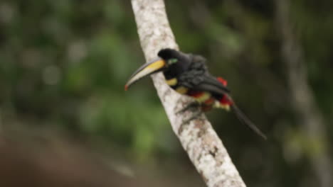 close-up-shot-of-a-Many-banded-aracari-taking-off-and-flying-from-a-tree-branch