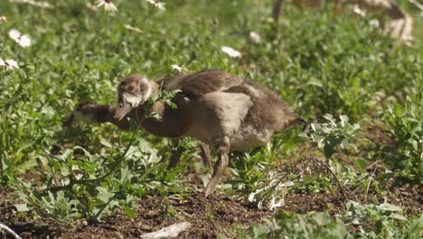 Lindos-Goslings-Marrones-Difusos-Se-Alimentan-De-Hierba-Verde-En-Ciudad-Del-Cabo-Sudáfrica