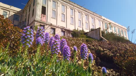 Gimbal-shot-booming-up-from-purple-flowers-to-the-main-cellblock-on-Alcatraz-Island-in-the-San-Francisco-Bay