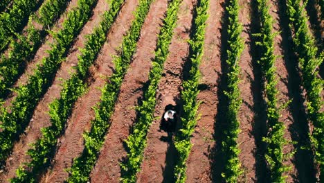 Aerial-orbiting-shot-of-Viniculture-Specialist-evaluating-soil-in-Vineyards-of-Maipo-valley,-Chile